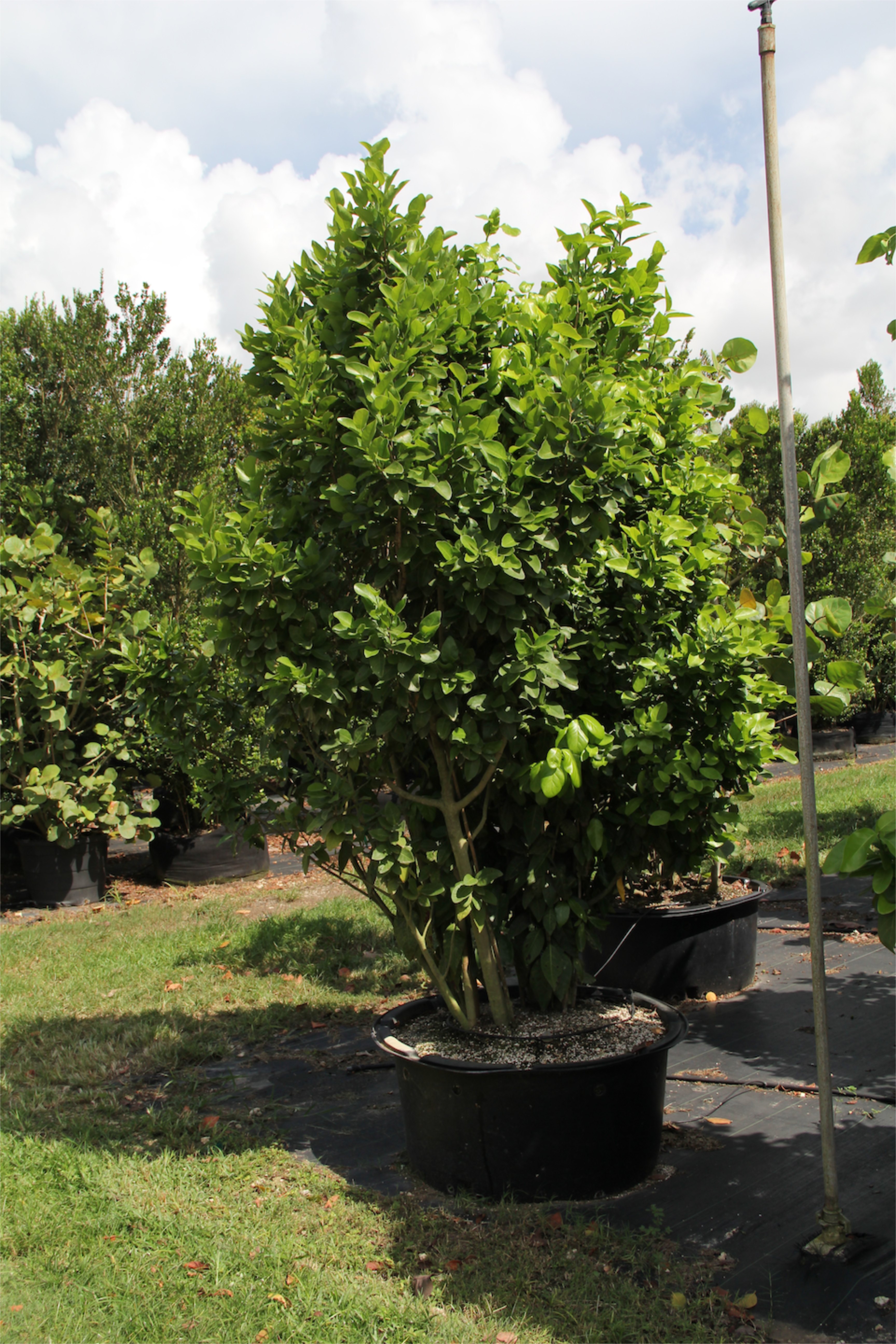 Coccoloba diversifolia